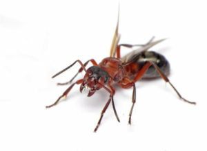 Mrówka pospolita