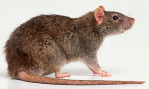Szczur wędrowny