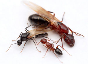 usuwanie mrówek