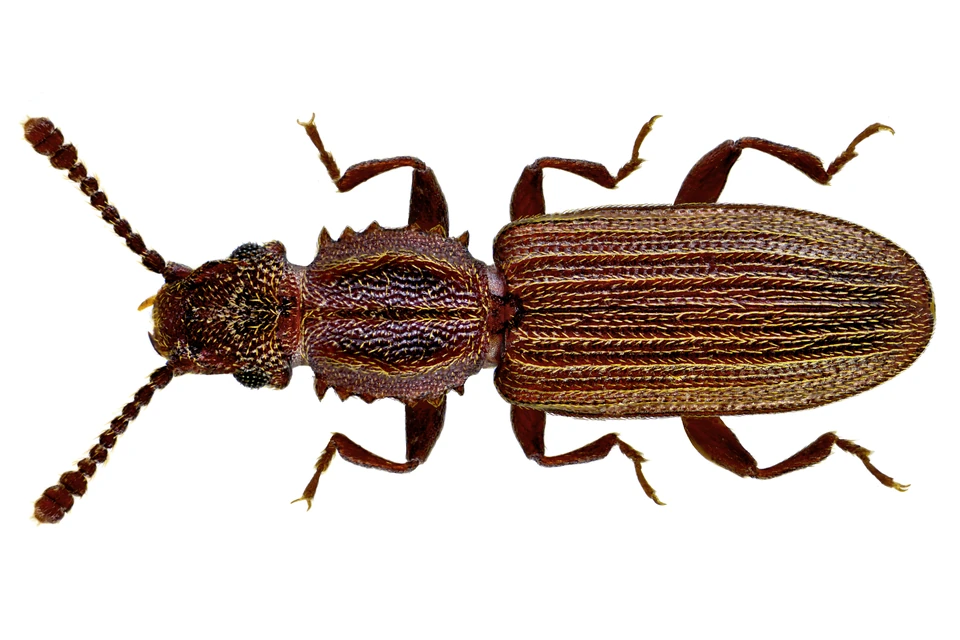 Spichrzel surynamski (Oryzaephilus surinamensis) — zdjęcie referencyjne dorosłego chrząszcza
