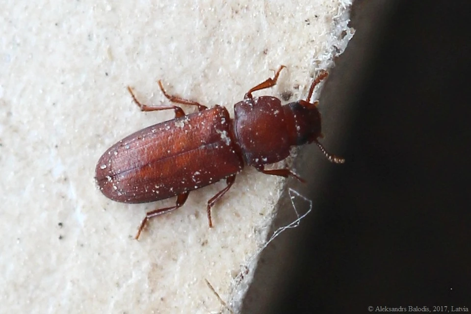 Trojszyk ulec (Tribolium confusum) — zdjęcie referencyjne dorosłego osobnika