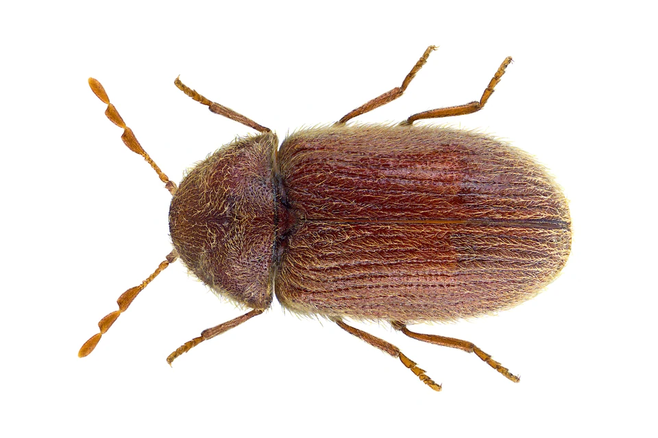 Żywiak chlebowiec (Stegobium paniceum) — zdjęcie referencyjne dorosłego chrząszcza